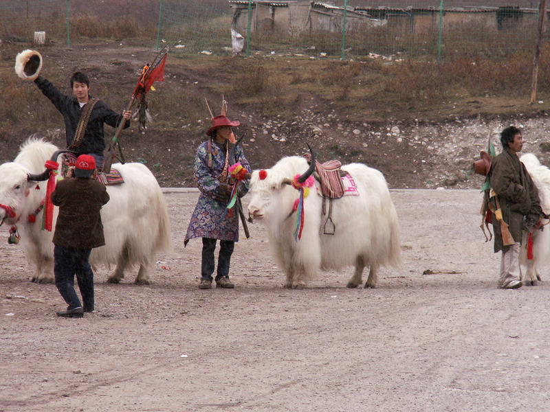 6-day Chengdu Leshan Emei Dujiangyan Qingchengshan Tour